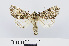  ( - RMNH.INS.538902)  @14 [ ] Unspecified (default): All Rights Reserved  Unspecified Unspecified