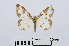  ( - RMNH.INS.538906)  @13 [ ] Unspecified (default): All Rights Reserved  Unspecified Unspecified