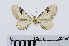  ( - RMNH.INS.538927)  @13 [ ] Unspecified (default): All Rights Reserved  Unspecified Unspecified