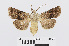  ( - RMNH.INS.538929)  @14 [ ] Unspecified (default): All Rights Reserved  Unspecified Unspecified