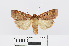  ( - RMNH.INS.538961)  @13 [ ] Unspecified (default): All Rights Reserved  Unspecified Unspecified