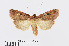  ( - RMNH.INS.538961)  @13 [ ] Unspecified (default): All Rights Reserved  Unspecified Unspecified