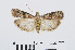  ( - RMNH.INS.538979)  @13 [ ] Unspecified (default): All Rights Reserved  Unspecified Unspecified