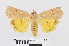  ( - RMNH.INS.539036)  @14 [ ] Unspecified (default): All Rights Reserved  Unspecified Unspecified
