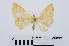  ( - RMNH.INS.539045)  @13 [ ] Unspecified (default): All Rights Reserved  Unspecified Unspecified