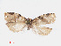  ( - RMNH.INS.539054)  @13 [ ] Unspecified (default): All Rights Reserved  Unspecified Unspecified