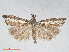  ( - RMNH.INS.539072)  @13 [ ] CreativeCommons - Attribution Non-Commercial Share-Alike (2014) Unspecified Naturalis, Biodiversity Centre