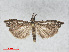  ( - RMNH.INS.539074)  @13 [ ] CreativeCommons - Attribution Non-Commercial Share-Alike (2014) Unspecified Naturalis, Biodiversity Centre