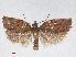  ( - RMNH.INS.539088)  @13 [ ] CreativeCommons - Attribution Non-Commercial Share-Alike (2014) Unspecified Naturalis, Biodiversity Centre