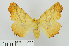  ( - RMNH.INS.539090)  @14 [ ] CreativeCommons - Attribution Non-Commercial Share-Alike (2014) Unspecified Naturalis, Biodiversity Centre
