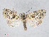  ( - RMNH.INS.539091)  @14 [ ] CreativeCommons - Attribution Non-Commercial Share-Alike (2014) Unspecified Naturalis, Biodiversity Centre