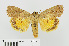  ( - RMNH.INS.539093)  @14 [ ] CreativeCommons - Attribution Non-Commercial Share-Alike (2014) Unspecified Naturalis, Biodiversity Centre