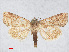  ( - RMNH.INS.539094)  @13 [ ] CreativeCommons - Attribution Non-Commercial Share-Alike (2014) Unspecified Naturalis, Biodiversity Centre