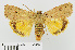  ( - RMNH.INS.539095)  @14 [ ] CreativeCommons - Attribution Non-Commercial Share-Alike (2014) Unspecified Naturalis, Biodiversity Centre