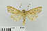  ( - RMNH.INS.539111)  @13 [ ] CreativeCommons - Attribution Non-Commercial Share-Alike (2014) Unspecified Naturalis, Biodiversity Centre