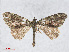  ( - RMNH.INS.539123)  @13 [ ] CreativeCommons - Attribution Non-Commercial Share-Alike (2014) Unspecified Naturalis, Biodiversity Centre