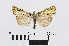  ( - RMNH.INS.540600)  @13 [ ] Unspecified (default): All Rights Reserved  Unspecified Unspecified