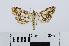  ( - RMNH.INS.540605)  @13 [ ] Unspecified (default): All Rights Reserved  Unspecified Unspecified