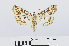 ( - RMNH.INS.540606)  @14 [ ] Unspecified (default): All Rights Reserved  Unspecified Unspecified