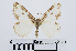  ( - RMNH.INS.540613)  @13 [ ] Unspecified (default): All Rights Reserved  Unspecified Unspecified
