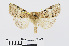  ( - RMNH.INS.540670)  @13 [ ] Unspecified (default): All Rights Reserved  Unspecified Unspecified
