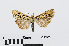  ( - RMNH.INS.540695)  @13 [ ] Unspecified (default): All Rights Reserved  Unspecified Unspecified