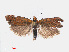  ( - RMNH.INS.540696)  @14 [ ] Unspecified (default): All Rights Reserved  Unspecified Unspecified