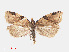  ( - RMNH.INS.540711)  @14 [ ] Unspecified (default): All Rights Reserved  Unspecified Unspecified