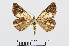  ( - RMNH.INS.540722)  @13 [ ] Unspecified (default): All Rights Reserved  Unspecified Unspecified