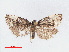  ( - RMNH.INS.540758)  @13 [ ] Unspecified (default): All Rights Reserved  Unspecified Unspecified