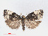  ( - RMNH.INS.540759)  @13 [ ] Unspecified (default): All Rights Reserved  Unspecified Unspecified