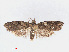 ( - RMNH.INS.540767)  @13 [ ] Unspecified (default): All Rights Reserved  Unspecified Unspecified