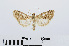  (Udea olivalis - RMNH.INS.540813)  @14 [ ] Unspecified (default): All Rights Reserved  Unspecified Unspecified