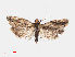  ( - RMNH.INS.540831)  @13 [ ] Unspecified (default): All Rights Reserved  Unspecified Unspecified