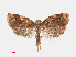  ( - RMNH.INS.540834)  @13 [ ] Unspecified (default): All Rights Reserved  Unspecified Unspecified