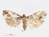  ( - RMNH.INS.540855)  @13 [ ] Unspecified (default): All Rights Reserved  Unspecified Unspecified