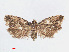  ( - RMNH.INS.540920)  @14 [ ] Unspecified (default): All Rights Reserved  Unspecified Unspecified