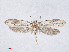  ( - RMNH.INS.540922)  @11 [ ] CreativeCommons - Attribution Non-Commercial Share-Alike (2014) Unspecified Naturalis, Biodiversity Centre