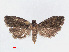  ( - RMNH.INS.540923)  @14 [ ] Unspecified (default): All Rights Reserved  Unspecified Unspecified
