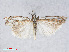  ( - RMNH.INS.540924)  @14 [ ] CreativeCommons - Attribution Non-Commercial Share-Alike (2014) Unspecified Naturalis, Biodiversity Centre