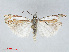  ( - RMNH.INS.540926)  @14 [ ] CreativeCommons - Attribution Non-Commercial Share-Alike (2014) Unspecified Naturalis, Biodiversity Centre
