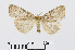  ( - RMNH.INS.540952)  @14 [ ] Unspecified (default): All Rights Reserved  Unspecified Unspecified