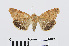  ( - RMNH.INS.540955)  @13 [ ] Unspecified (default): All Rights Reserved  Unspecified Unspecified