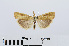  ( - RMNH.INS.540971)  @13 [ ] Unspecified (default): All Rights Reserved  Unspecified Unspecified