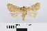  ( - RMNH.INS.540980)  @15 [ ] Unspecified (default): All Rights Reserved  Unspecified Unspecified