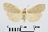  (Eilema griseola - RMNH.INS.541027)  @14 [ ] Unspecified (default): All Rights Reserved  Unspecified Unspecified