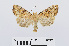  ( - RMNH.INS.541052)  @13 [ ] Unspecified (default): All Rights Reserved  Unspecified Unspecified