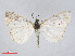  ( - RMNH.INS.544367)  @13 [ ] CreativeCommons - Attribution Non-Commercial Share-Alike (2014) Unspecified Naturalis, Biodiversity Centre
