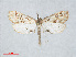  ( - RMNH.INS.544369)  @13 [ ] CreativeCommons - Attribution Non-Commercial Share-Alike (2014) Unspecified Naturalis, Biodiversity Centre