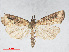  ( - RMNH.INS.544372)  @13 [ ] CreativeCommons - Attribution Non-Commercial Share-Alike (2014) Unspecified Naturalis, Biodiversity Centre